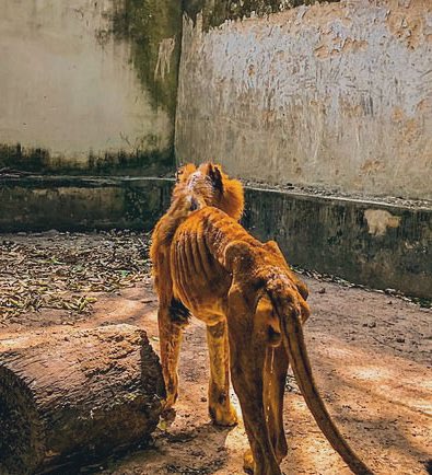 VectorThaViper's tweet photo. You can’t even leave this lion in the wild, heavy thunder sound fit kill am. https://t.co/7fdUHJ8MdG