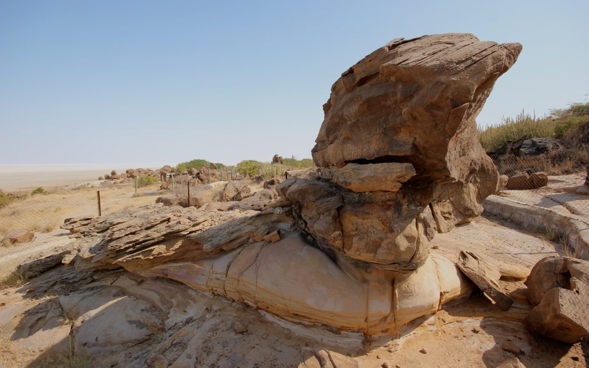 2. Near Dholavira, Kutch, GujaratI was lucky to access this  #fossil park during my Masters (not always accessible as it lies close to the border)Some petrified logs & dinosaur eggs lie metres away from the salty stretches of the Rann of Kutch.Nagarjun Kandukuru (CCBY)