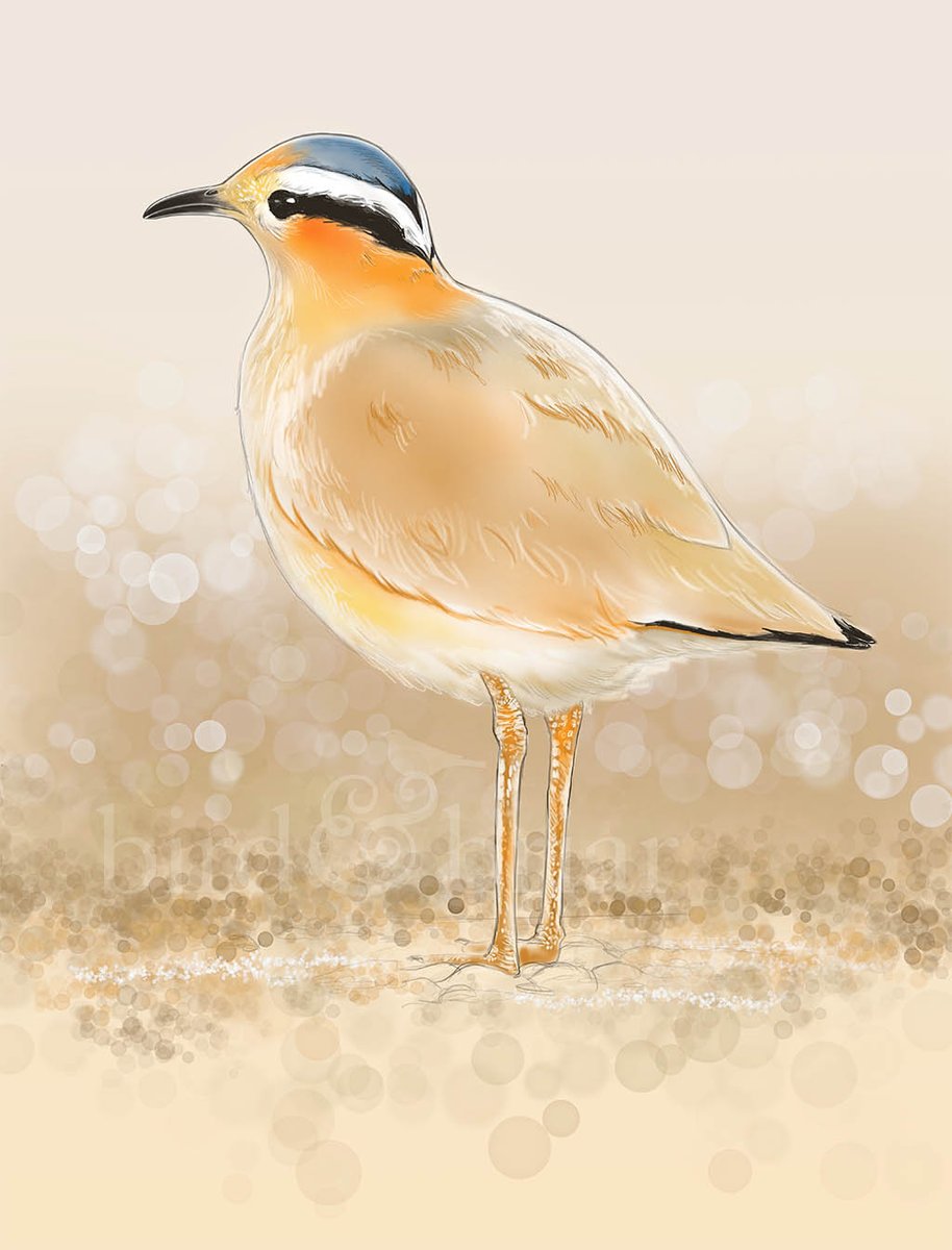 Rework of a Cream-colored Courser for this week's #colour_collective