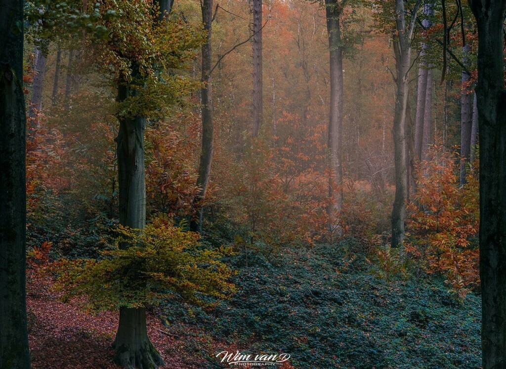 Yanmik's tweet photo. Autumn vibes.
#herfst #colours #autumn #trees #colorsofnature #naturegram #natureshots #naturephotography #photography #stapaf #zoomnl #landscape #landscapephotography #belgianphotographer #topbelgiumphoto #visitflanders #visitbelgium #discoverbelgium #… https://t.co/2FBybYLxKF https://t.co/EZC9WXWsrj