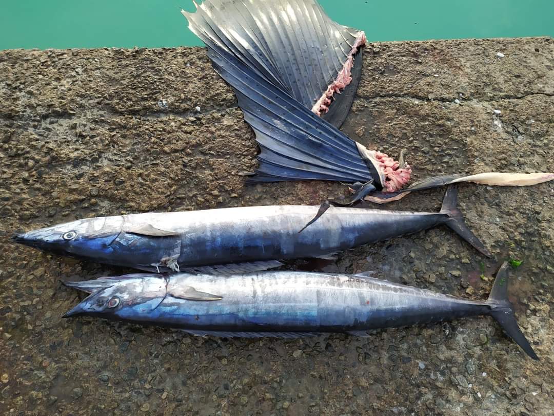 Kulheybey miadhu vadhah nukume beyni maskolhuga lonulaane meehaku nuvi. Maskolhu koshaafa bahaalee. Kulheybey ves edhenee kolhun'bu kolhun avas halleh.
#މަސްވެރިއިހަވަންދޫ
<a href="/ibusolih/">Ibrahim Mohamed Solih</a> <a href="/ZahaWaheed/">Zaha Waheed</a> <a href="/abdulla_shahid/">Abdulla Shahid</a> <a href="/MohamedNasheed/">Mohamed Nasheed</a>