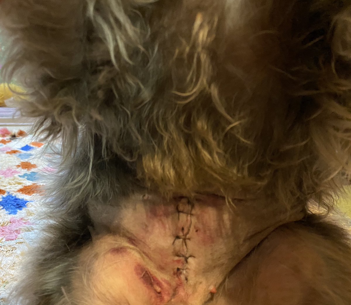 七尾旅人 いつもお世話になってるペットホテルさんが兄犬にミスドのポンデリング のようなエリザベスカラーを送ってくれた 普段こういうの付けると嫌がるのに これはすごく気に入ったらしく終始ドヤ顔 病院で包帯を外すことに おなかには痛々しい