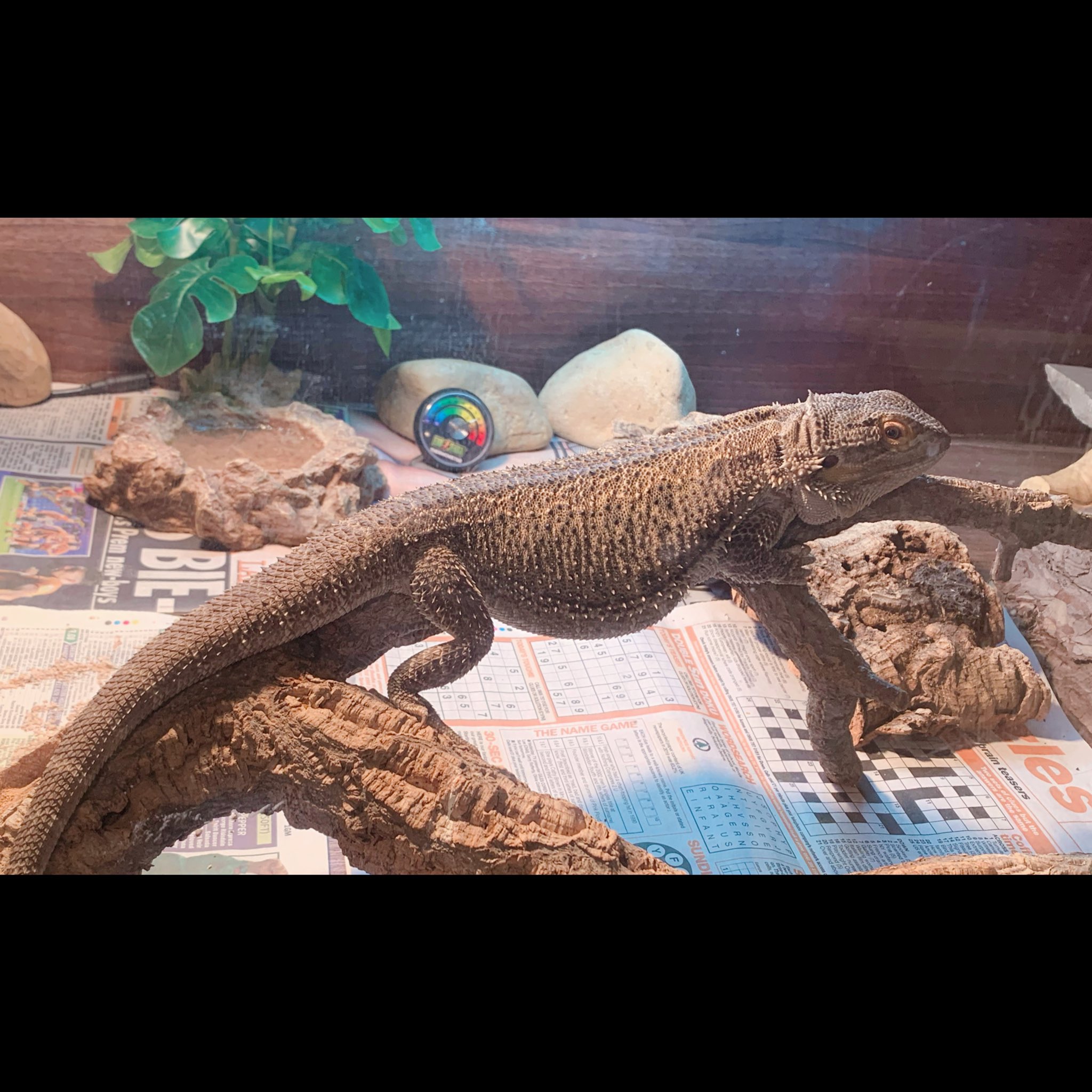 𝓕𝓻𝓪𝓷 フラン ฟราน Rocky Basking In The Warmth Beardeddragon Beardedbeauties Cute Beardlove Handsome Cutie フトアゴヒゲトカゲ かわいいと思ったらrt น าร ก 귀여운 Dragonbarbudo Bartagame T Co Frs8oln2os