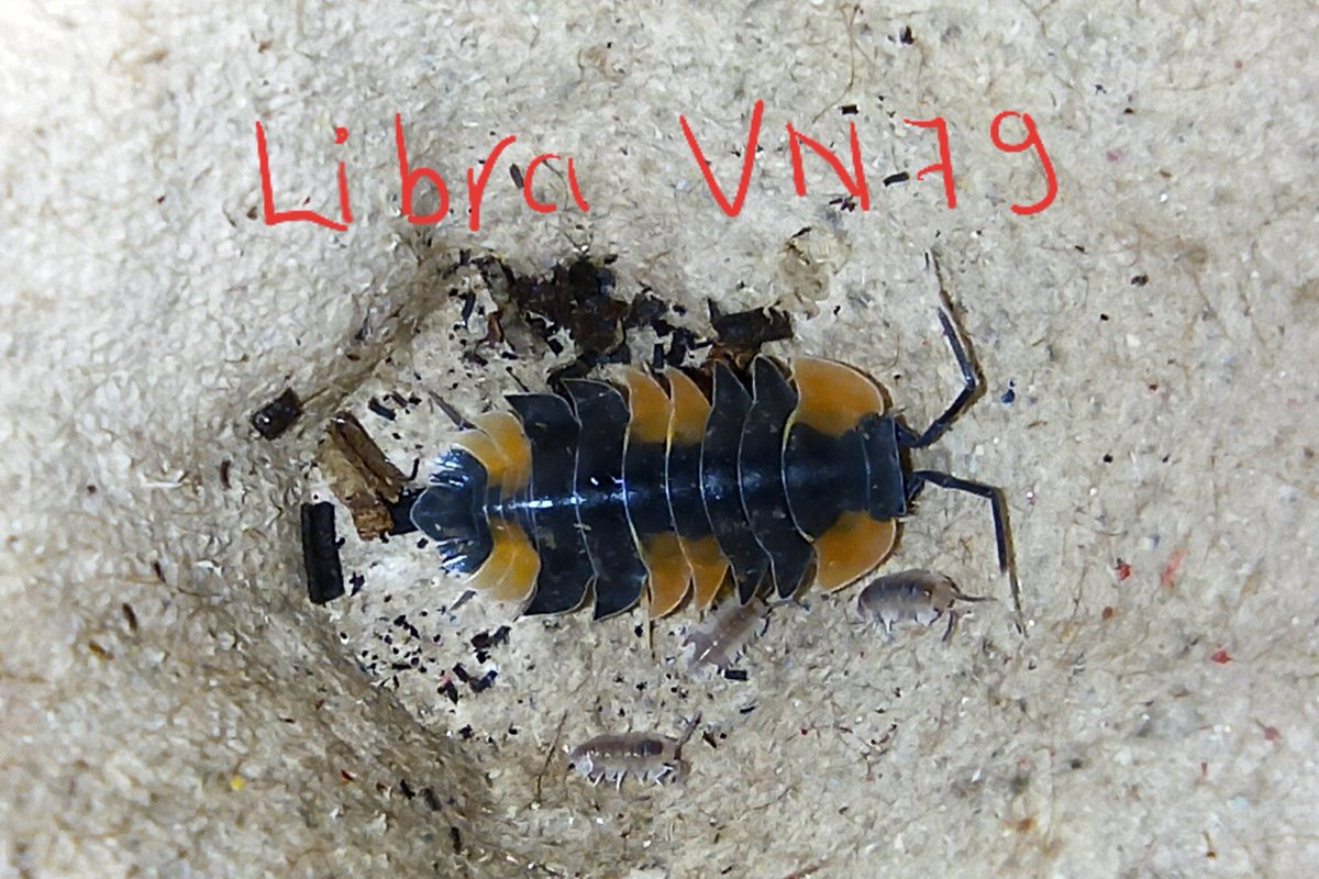 StreetshopQN's tweet photo. New Isopod from VietNamese
#ダンゴムシ #cubaris #cubarissp #cubariscaramelcrystal #cubarissprubberducky #isopods #isopod #isopodsofinstagram #pillbugsofinstagram #pillbug #porcellio #merulanella #arachnoboards #exoticpets #rolypoly #pillbug #pillbugs #vivarium #isopoda https://t.co/os9pQV1KJQ