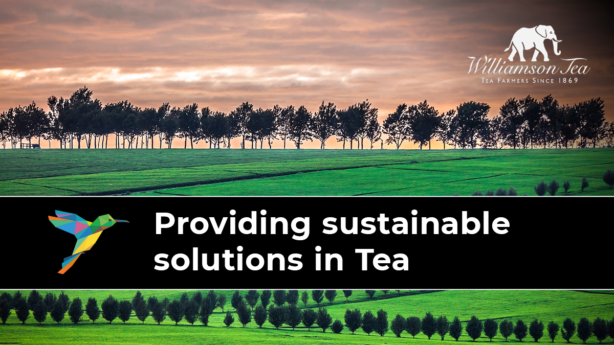 🐘 It's a pleasure to work with Williamson Fine Teas ☕, and their farmers in Kenya.
Our detailed mapping - including micro scale identification of single #tea bushes - allows #WilliamsonTeas to utilise their resources more efficiently and sustainably.
🍃 #BushToCup https://t.co/FiKlZQPpFT