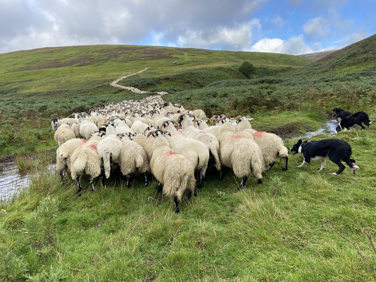 SionMorgan6's tweet photo. That’s a busy first year of using @AgriWebb completely nicely with a smooth farm assurance inspection thanks to the user friendly app. It’s kept me right and wouldn’t be without it now! All treatments, deaths and movements recorded. https://t.co/aAnfxfCE9k