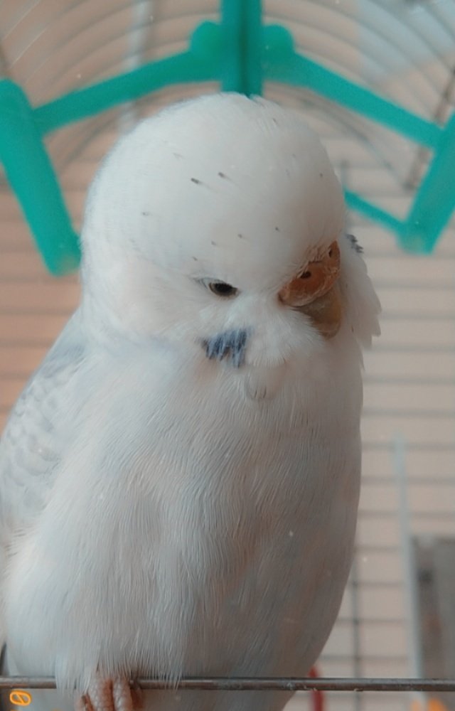 Bonibon (@boniiboon) on Twitter photo 