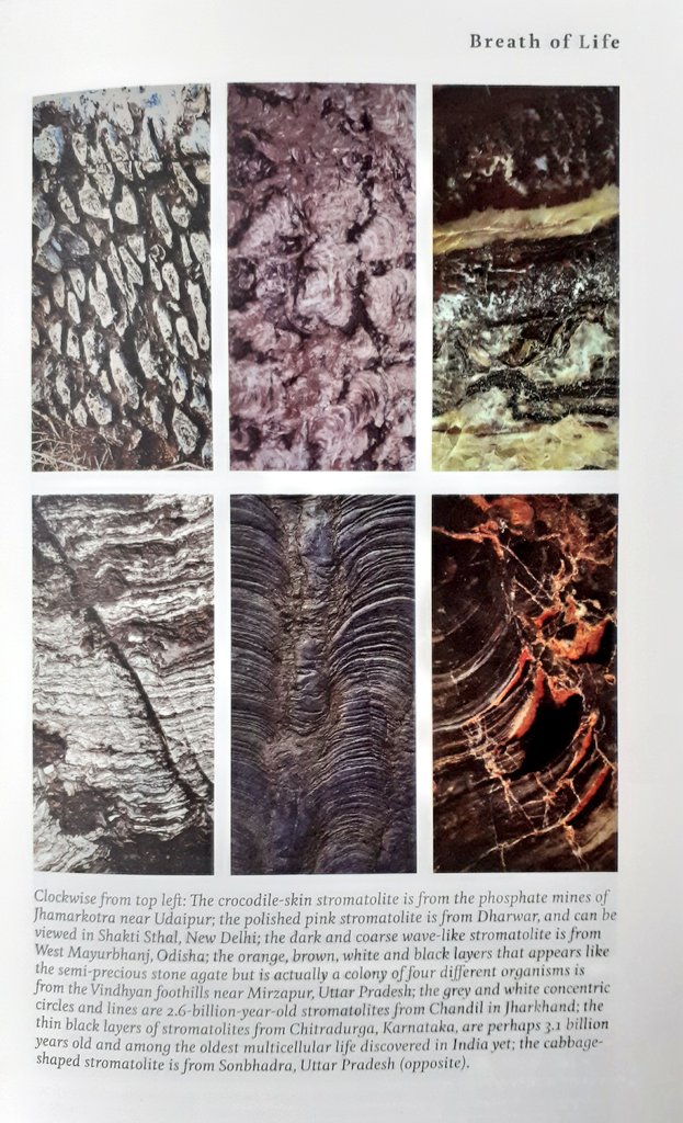 How do we know this?  #Stromatolites!Stromatolites are fossil colonies of ancient cyanobacteria - the earliest adaptation of single-celled microbes, that evolved at the interface of ocean & land. from the book Indica, Pranay Lal #MustRead: pg 40-47 on stromatolite formation.