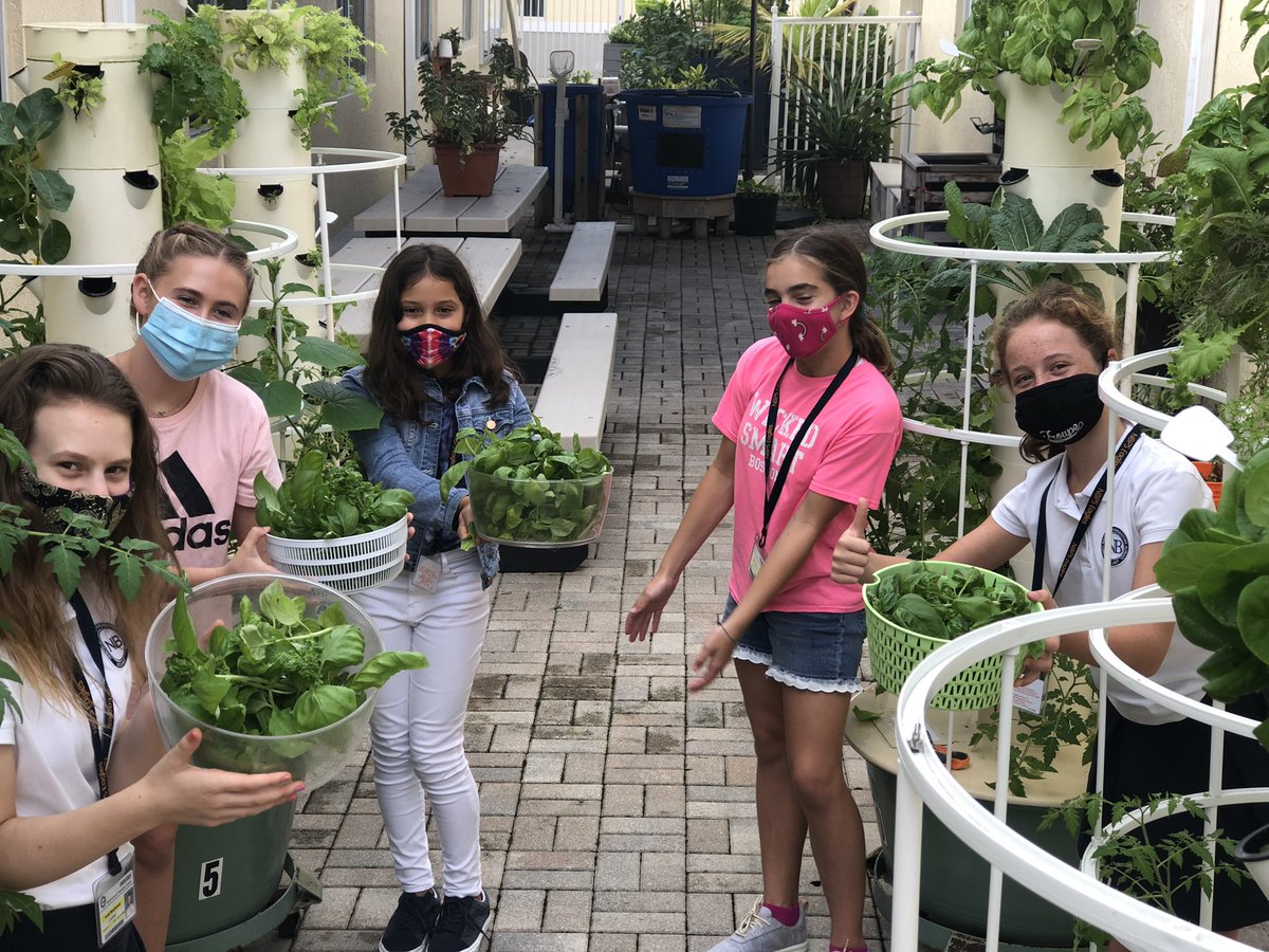 Basil harvested yesterday from school alternative garden for today’s cafeteria pizza. <a href="/TowerGarden/">Tower Garden</a> <a href="/nelsonandpade/">Nelson and Pade Aquaponics</a> <a href="/FlikISDining/">FLIK Independent School Dining</a> <a href="/NBPSEagles/">North Broward Prep</a> <a href="/NAEducation/">Nord Anglia Education</a> <a href="/NBMIDDLE/">NBPS MIDDLE SCHOOL</a> <a href="/SDGoals/">SDGs</a> #EarthScience #science