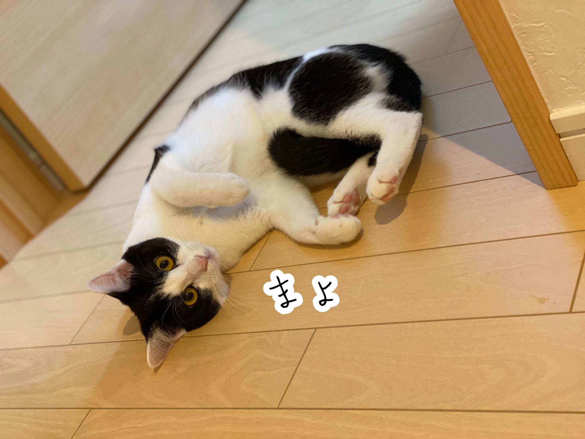 猫発情期 Twitter Search Twitter