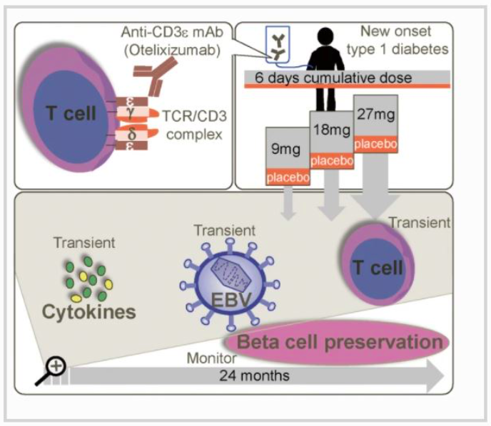 DiabetologiaJnl's tweet photo. A randomised, single-blind, placebo-controlled, dose-finding safety and tolerability study of the anti-CD3 monoclonal antibody otelixizumab in new-onset type 1 diabetes #T1D #Type1Diabetes #islet #autoimmunity https://t.co/kRxPdlv9Ke 🔓 #toptweet https://t.co/RoyHh57e5v