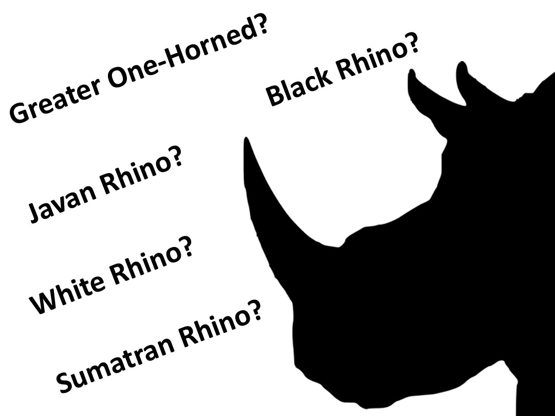 rhinoslaststand's tweet photo. #FridayQuestions - Which species of rhino has the largest horn?

#Stand with us and fight for the rhinos! - https://t.co/Wzy2wAMRuj https://t.co/mgz917sjKs