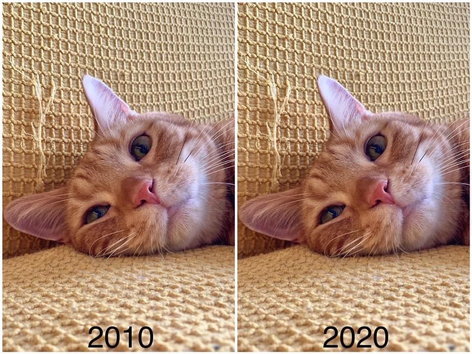 lamuncats's tweet photo. 姆姆的十年前後🤤
#10yearchallenge 

#cat #catstwitter #cute #lamuncats #貓  #meow #Neko #ねこ #고양이 #gato #chat #kot #kat https://t.co/e6wFJCZsF6