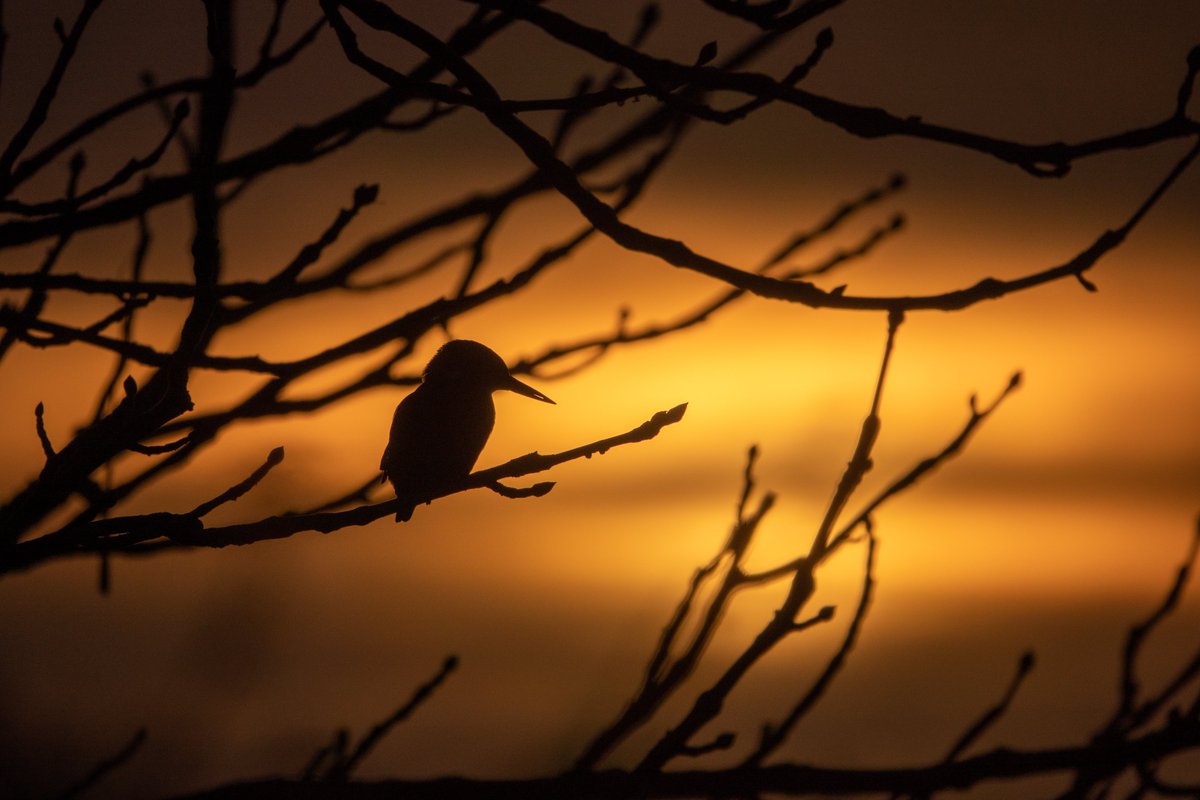 Good morning!  This kingfisher was silhouetted by the light from the rising sun just now on my local stretch.