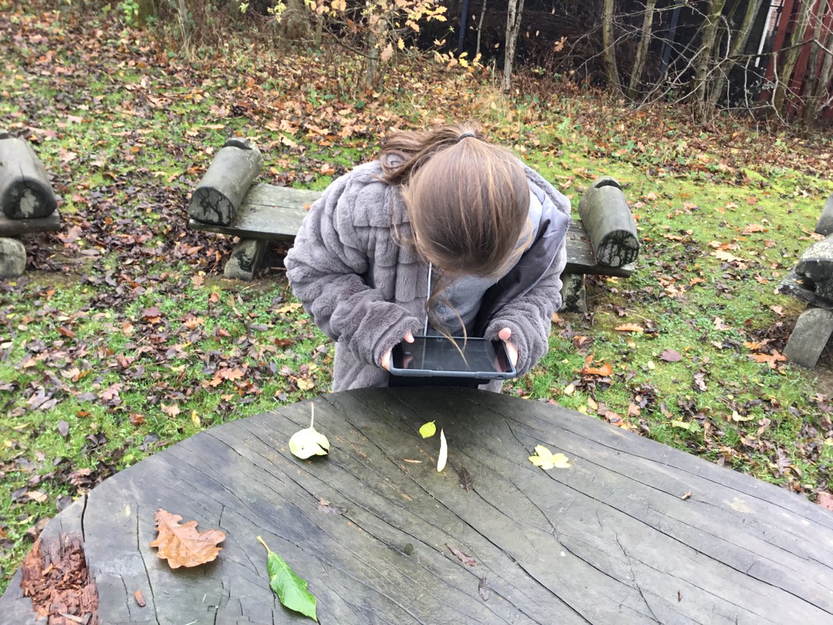 ArbourthorneCPS's tweet photo. Y5 loved investigating the different ways that trees and leaves can be classified on our science days this week. We used the ipads to photograph different types of leaves before we sketched and labelled them.
#outdoorlearning #autumnleaves #scienceday2020 https://t.co/wv2FWpx5tJ