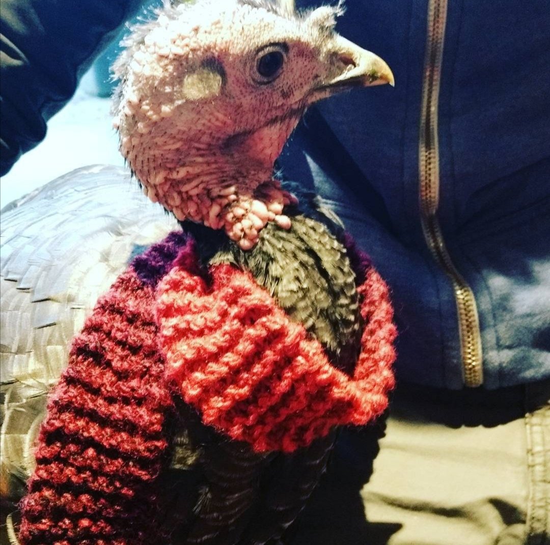 Laura Kinley tweet media