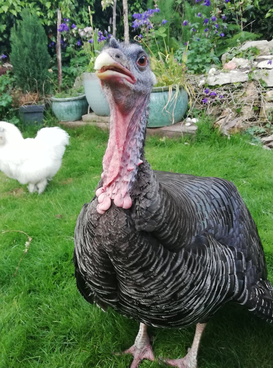 Laura Kinley tweet media