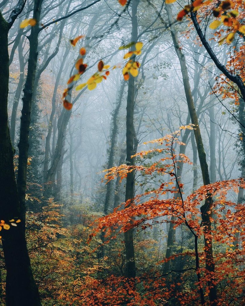 sitorbis's tweet photo. In the city, away from the city ... Nature always embraces you 💛 

📍Graves Park Farm, #sheffield , UK
📷 IG / dpc_photography_ https://t.co/RtGGVtYpWV