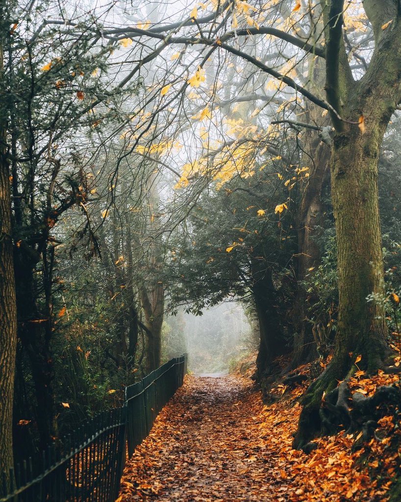 sitorbis's tweet photo. In the city, away from the city ... Nature always embraces you 💛 

📍Graves Park Farm, #sheffield , UK
📷 IG / dpc_photography_ https://t.co/RtGGVtYpWV