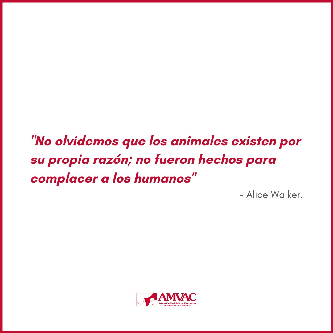 amvac_vet's tweet photo. Recordad que un animal no es un capricho, un juguete, un pasatiempo o un regalo ❌ Es un ser vivo y debes tratarlo como tal. Así que si quieres incluir en tu familia a un animal de compañía, por favor: cuídalo y respétalo como se merece 🥰 https://t.co/YBCYuO4ewf