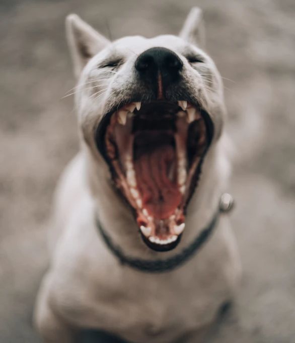 New Post: Let’s Talk Doggy Dental
buff.ly/35oU7Wf