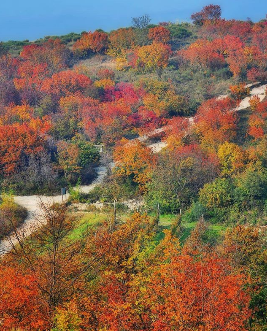 "Voglio un autunno rosso come l'amore, giallo come il sole ancora caldo nel cielo, arancione come i tramonti accesi al finire del giorno, porpora come i granelli d'uva da sgranocchiare" (S. Littleword)

#MonteCecilia #ColliEuganei #VisitVeneto 

(foto IG massimoguercini)