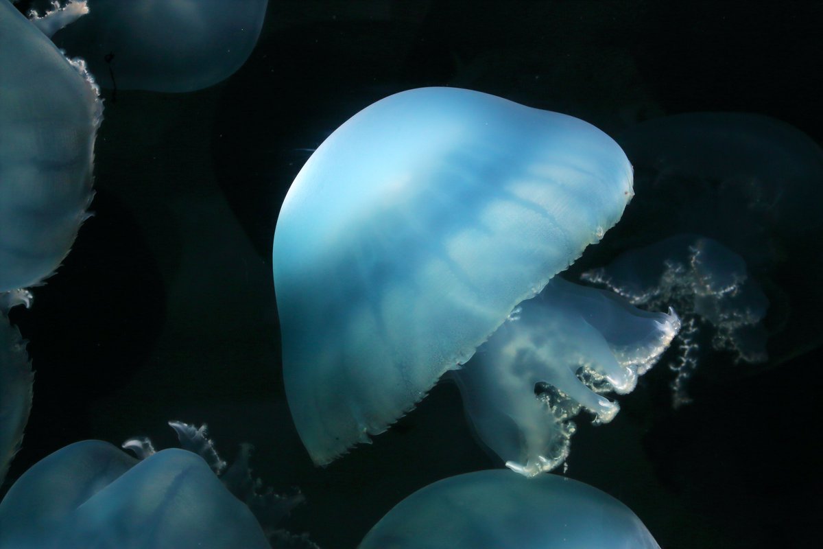 Twitter पर 食用クラゲ ह शट ग