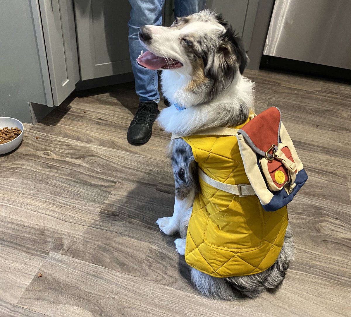 dat1olive's tweet photo. shes cute or whatever (also spoiled r o t t e n) https://t.co/KQUTkqIHdw