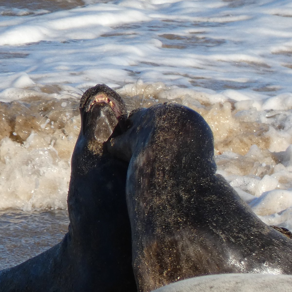 martgathercole's tweet photo. #Day9 #Lockdown2 because Seals always make me smile - a seal-a-day photo from pre-lockdown visit 
@HorseySeals

#StaySafeStayHealthy #FridayThe13th #lookatthoseteeth #cuteseals https://t.co/Qt5zEx1PVm