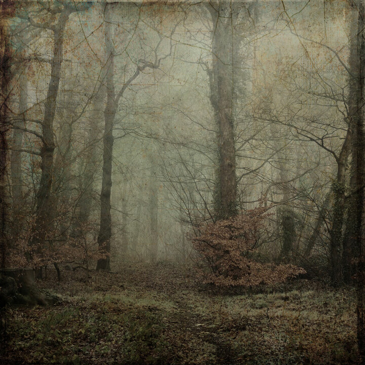 OlympusUK's tweet image. "I love to photograph woodland and landscapes, but usually in an abstract way – I find features like the Art Filters and Double Exposure, and combining these with techniques such as ICM, can allow images to look truly unique." Read more → olympus-imagespace.co.uk/new-possibilit… #OlympusUK