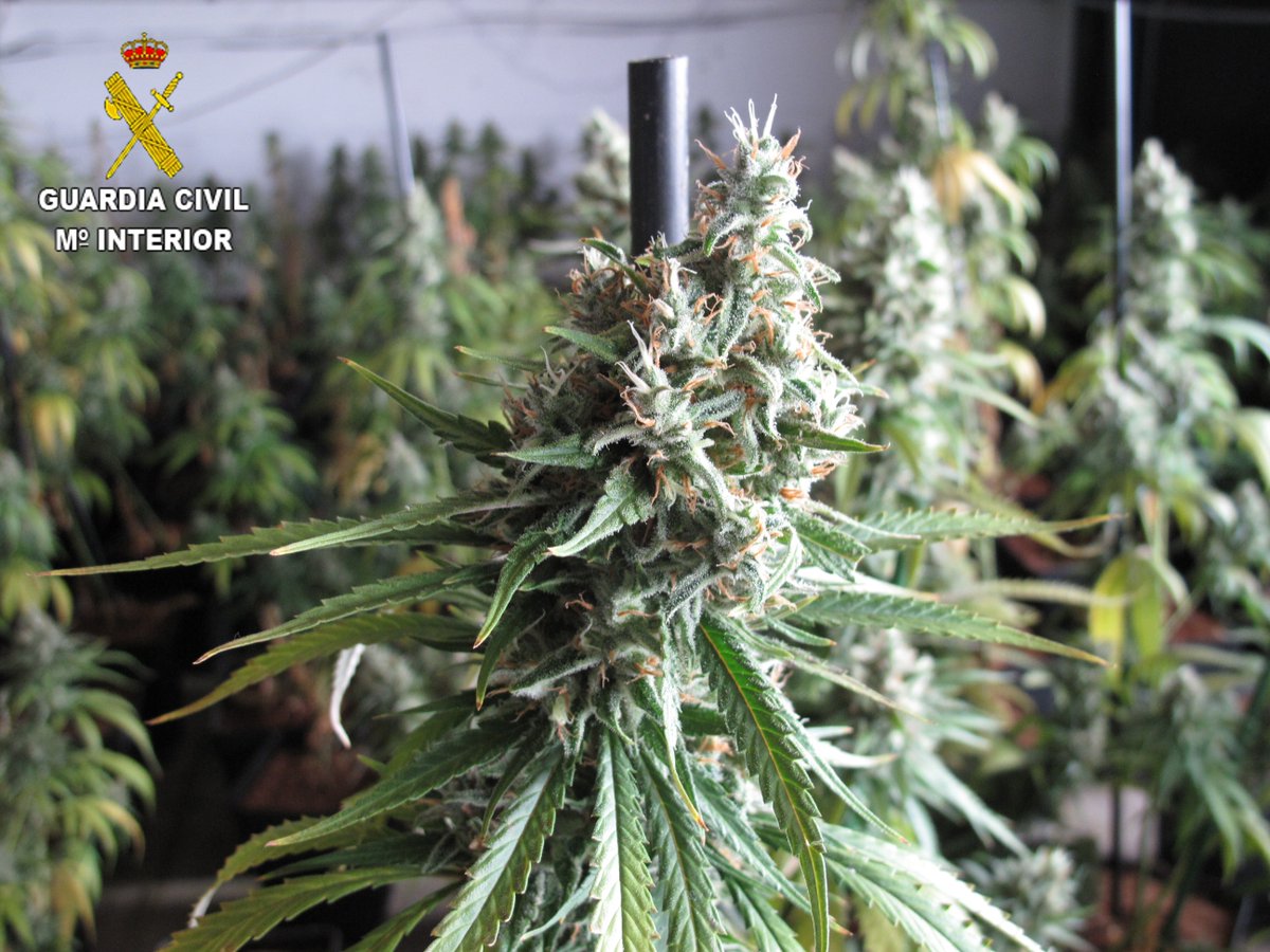 DaRevenga's tweet photo. Operación contra la droga en #Seseña.
La @guardiacivil ha detenido a dos personas por elaborar y cultivar estupefacientes. Tenían en una nave una plantación indoor con 476 plantas en el polígono Las Monjas. Actuación por la comunicación de un vecino con #Alercops. https://t.co/Sh3elpU7Su