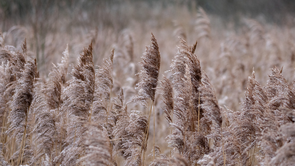 Go outside and walk mindfully, noticing each step, how it feels on the ground, the crunch of leaves or ice. Listen to the water splashing, the birds calling and the reeds rustling.