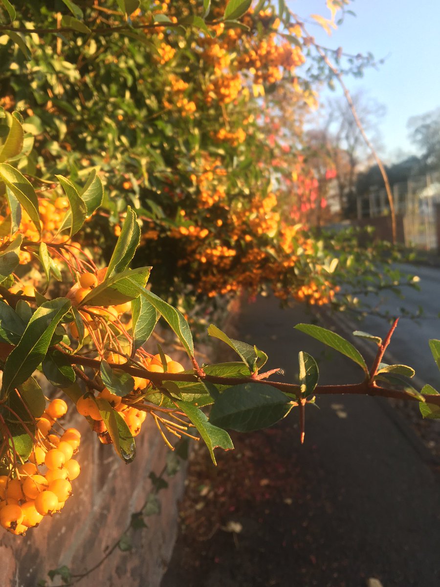 Very pretty and good for birds etc but not good for pedestrians 