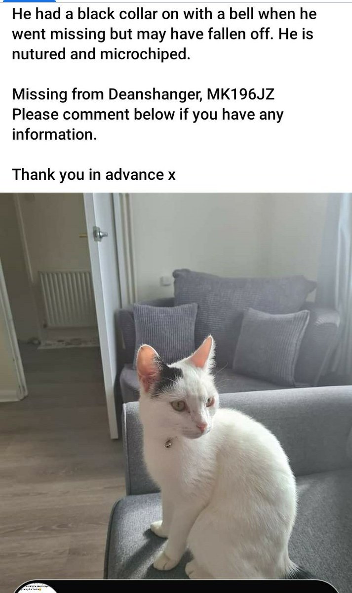 sam_mie_J's tweet photo. MISSING 3 WEEKS MILTON KEYNES BUCKINGHAMSHIRE 🙏🙏🙏 AREA:DEANSHANGER!! Mk19
@CatsMissing @CatsProtection @mkfm #miltonkeynes #Buckinghamshire #missingcats https://t.co/LxUuo4SPJM