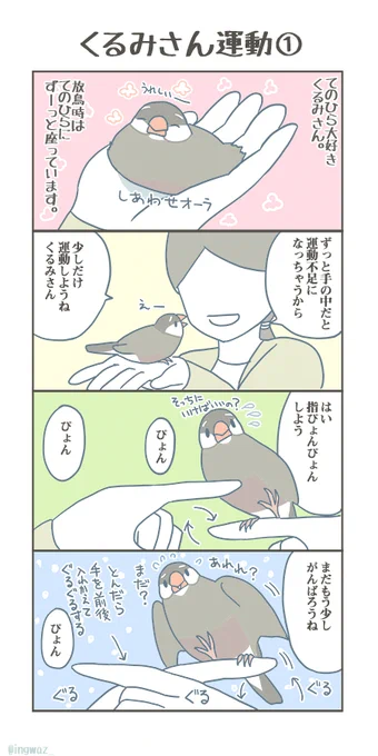 くるみさん運動。

#Buncho #javasparrow #文鳥 