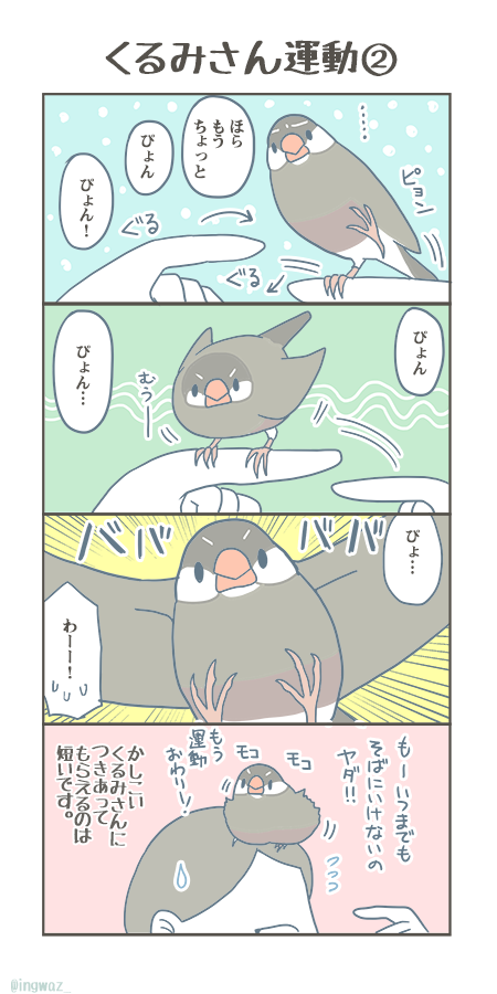 くるみさん運動。

#Buncho #javasparrow #文鳥 