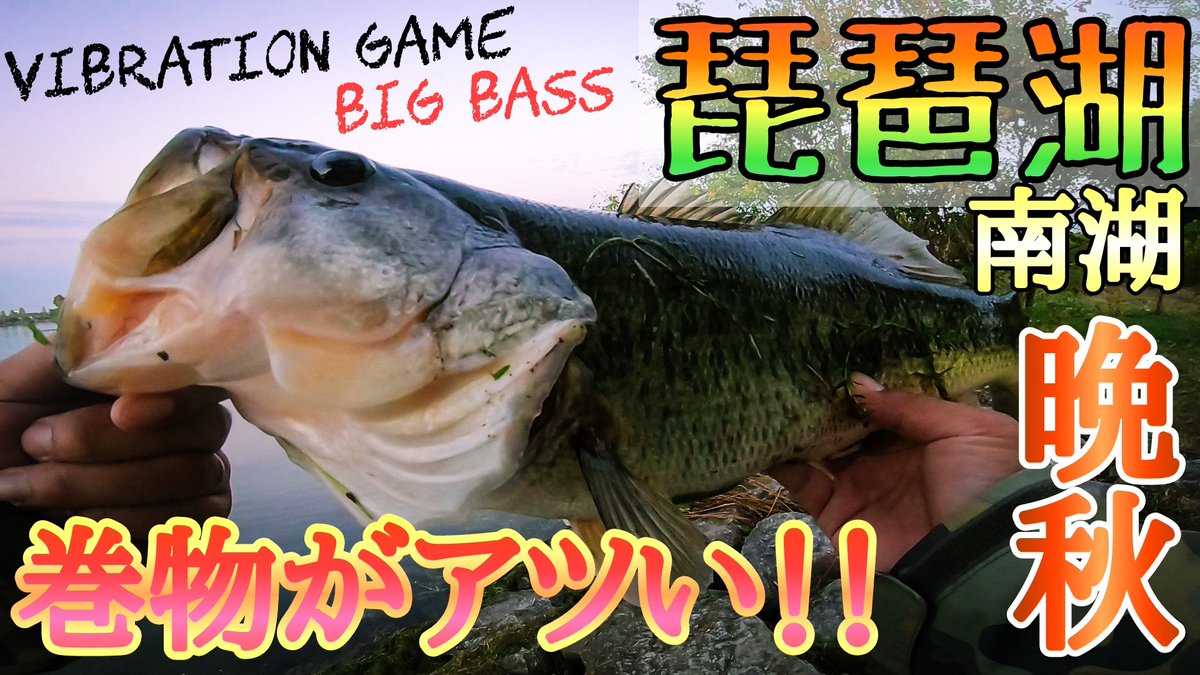 キャベツch 琵琶湖南湖でバイブレーションが巻けるようになりやっと巻きの釣りが有効です 今回は津田江いつものキャベツポジションでデカバス来ました ご視聴よろしくお願いいたします T Co Hapchjltf3 琵琶湖バス釣り バス釣り 琵琶湖