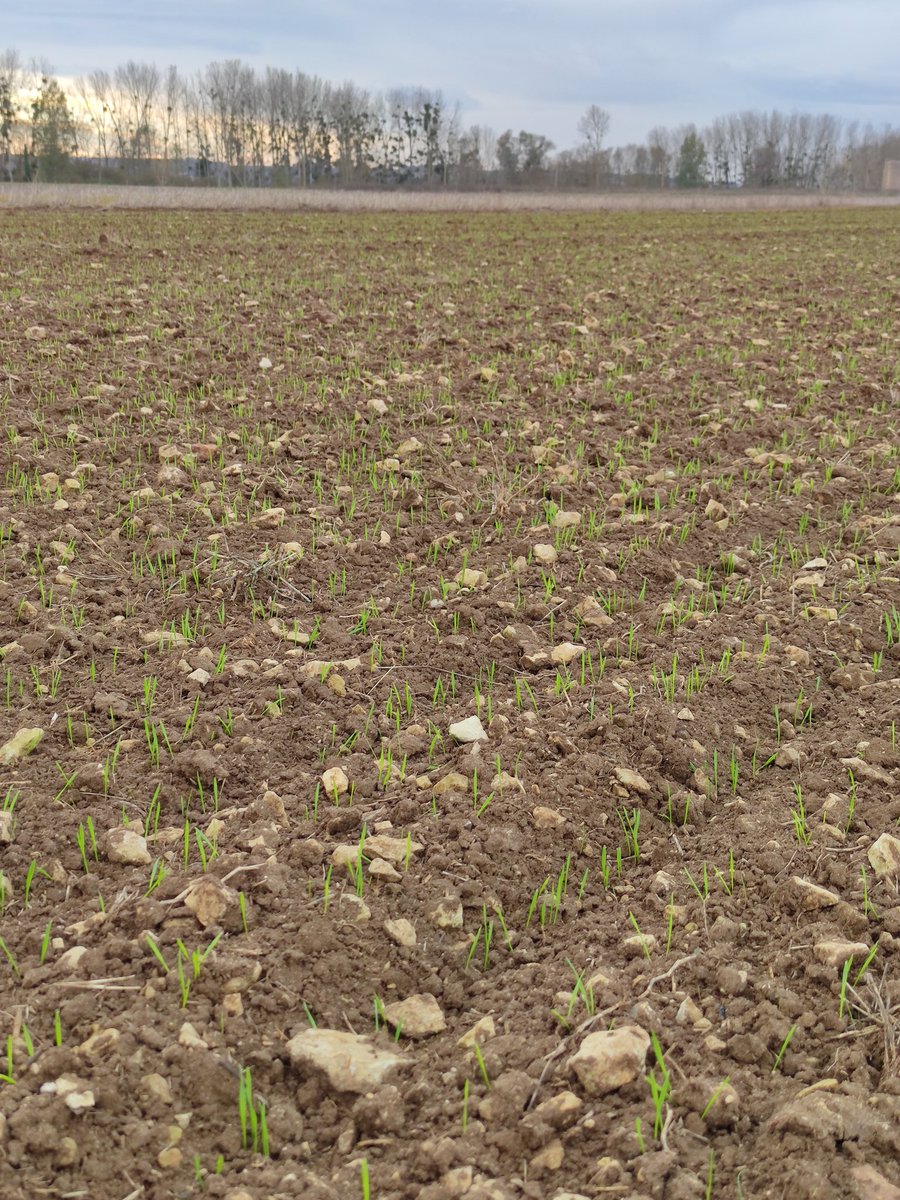 ClementGdre's tweet photo. Les premiers blés 2020 sont partis ! 😁
LG Absalon en groie moyenne à légère 
Objectif zéro fongi (ou pas 🤔)
#FrAgTw https://t.co/BD9yVgOxcb