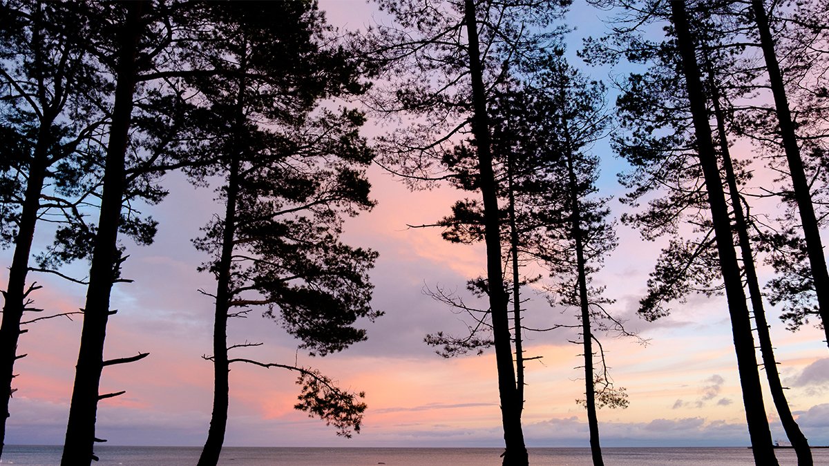 Write down positive experiences you’ve had in nature during lockdown that improved your mood. Perhaps you’ve drawn a picture, heard a song, watched a video related to nature that made you feel calmer and happier? Plan to include these experiences in your day at a regular time.