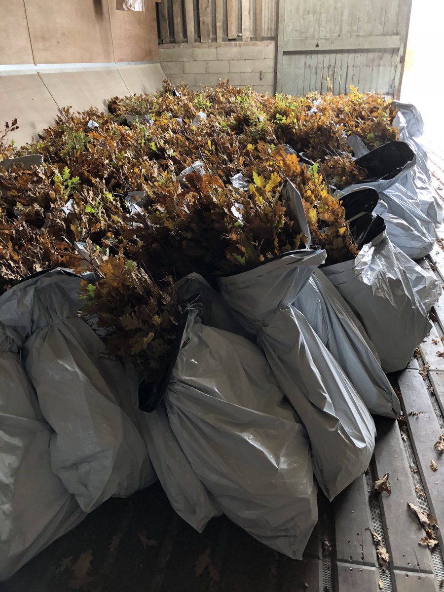 tombarne's tweet photo. 30,000 trees arrived and ready to be planted in the next few weeks! https://t.co/vqen7dOZ1R
