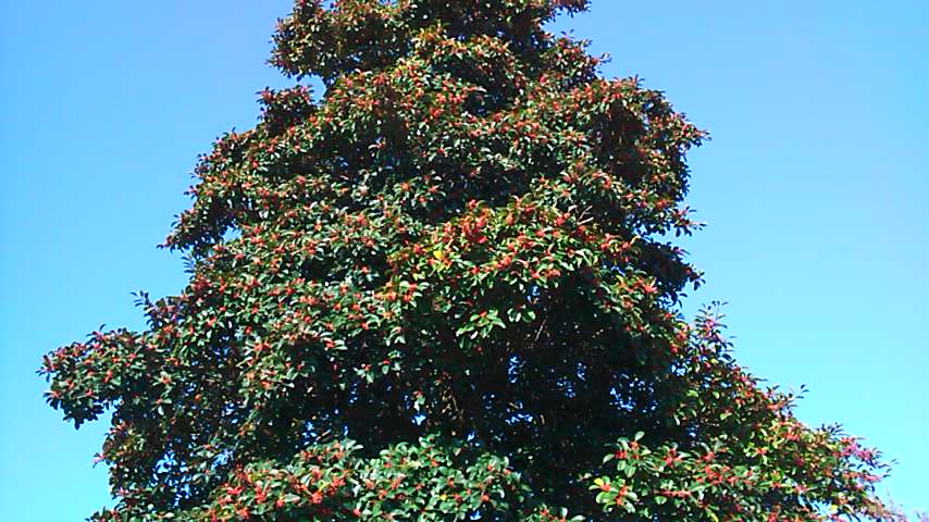 クロガネモチ Twitter Search Twitter