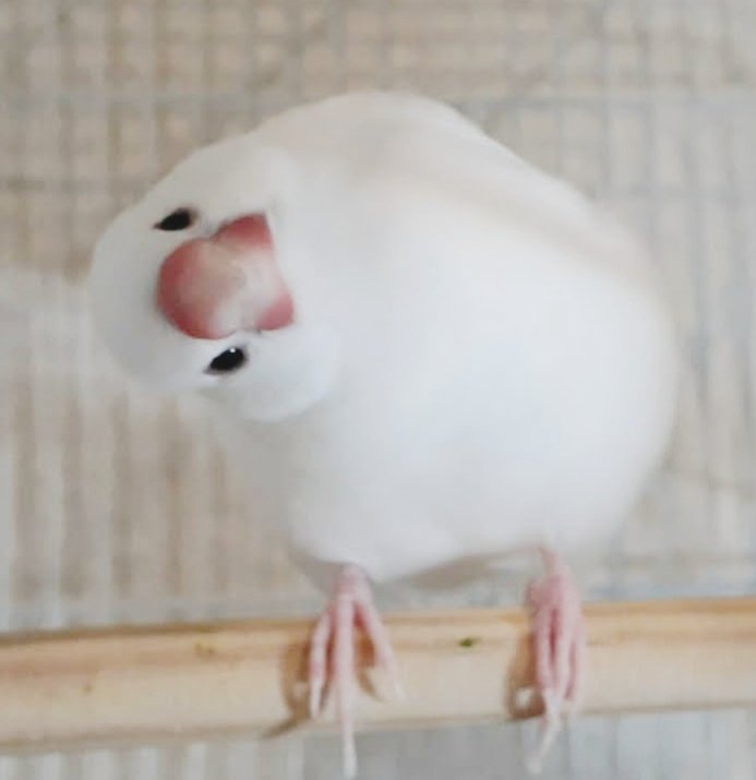 ちょい傾げから急角度まで 全日本文鳥首傾げ選手権 がかわいすぎていつまでも見ていられる Togetter ちょい傾げから急角度まで 全日本文鳥首傾げ選手権 がかわいすぎていつまでも見ていられる Togetter