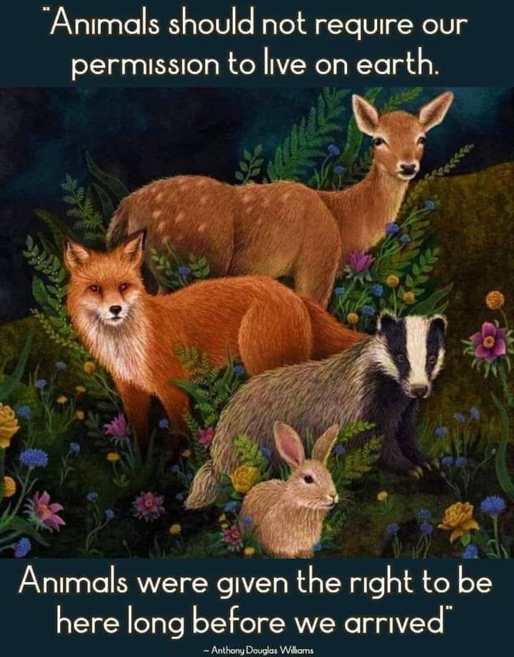 cktCCFCPUSB's tweet image. #WorldKindnessDay 
#BackTheBan #BanHuntingWithDogs #StopTheBloodyCull
#CullTheToriesNotBadgers
#ProtectOurWildlife