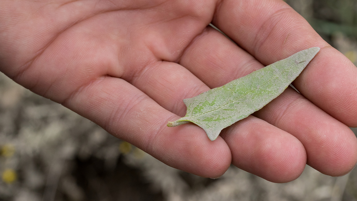 What’s my natural object? This is a fun one to play with kids - you'll need at least two people. Blindfold your partner (or ask them to close their eyes). Choose a natural object and place it in their hands. Get them to feel and smell it carefully. Can they guess the object?