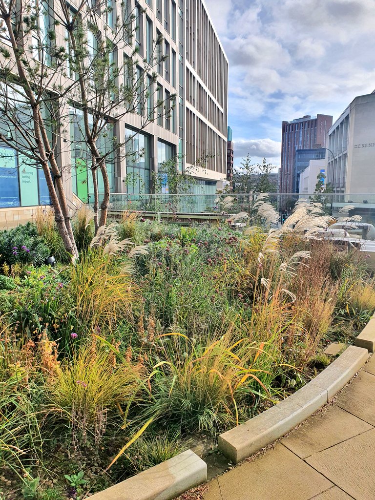 joshnoakes_mla's tweet photo. Drought tolerant planting & water management is becoming increasingly important in urban areas. Sheffield showcases some great examples of this in action! #greencity #chartersquare #sheffieldcouncil #plantingdesign #landscapearchitect #horticulture https://t.co/3POp0slL20