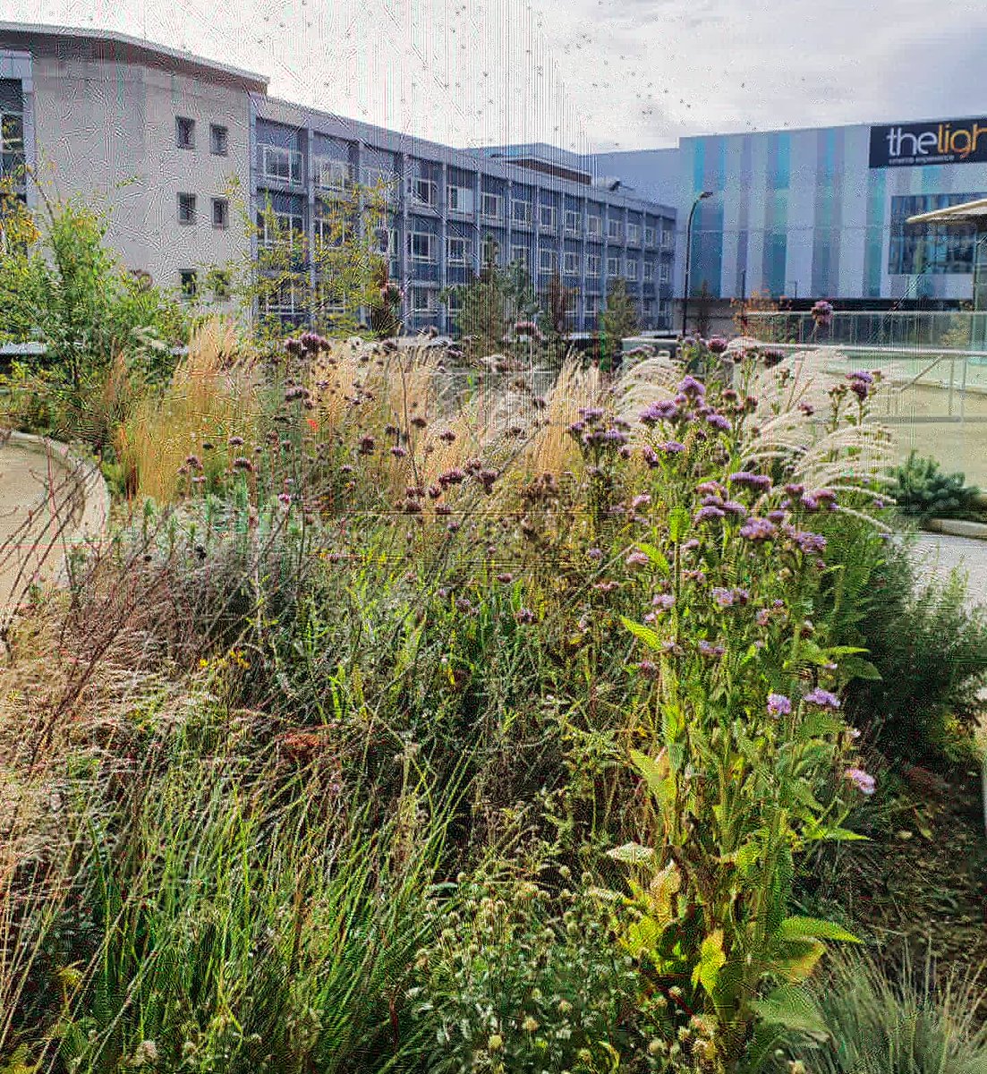 joshnoakes_mla's tweet photo. Drought tolerant planting & water management is becoming increasingly important in urban areas. Sheffield showcases some great examples of this in action! #greencity #chartersquare #sheffieldcouncil #plantingdesign #landscapearchitect #horticulture https://t.co/3POp0slL20
