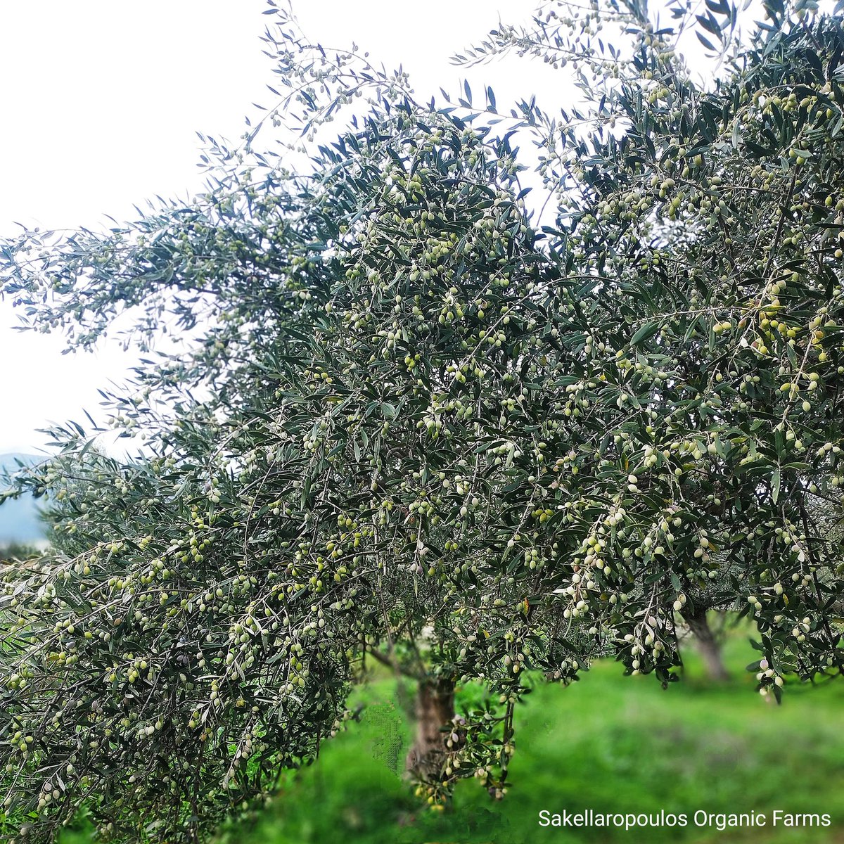 SakelOrganic's tweet photo. https://t.co/CNBISXANww
#topquality #multiawarded #bestorganicoliveoil #sharingoursoul #multiawardedolives #gourmetoliveoil #sparta #lakonia #superiorgourmet #syllektikon #oleoastron #gourmet #majestic #uniquerecord #award #awards #greekevoo #flavoredevoo #221awards #worldrecord https://t.co/7SkLkWz1St