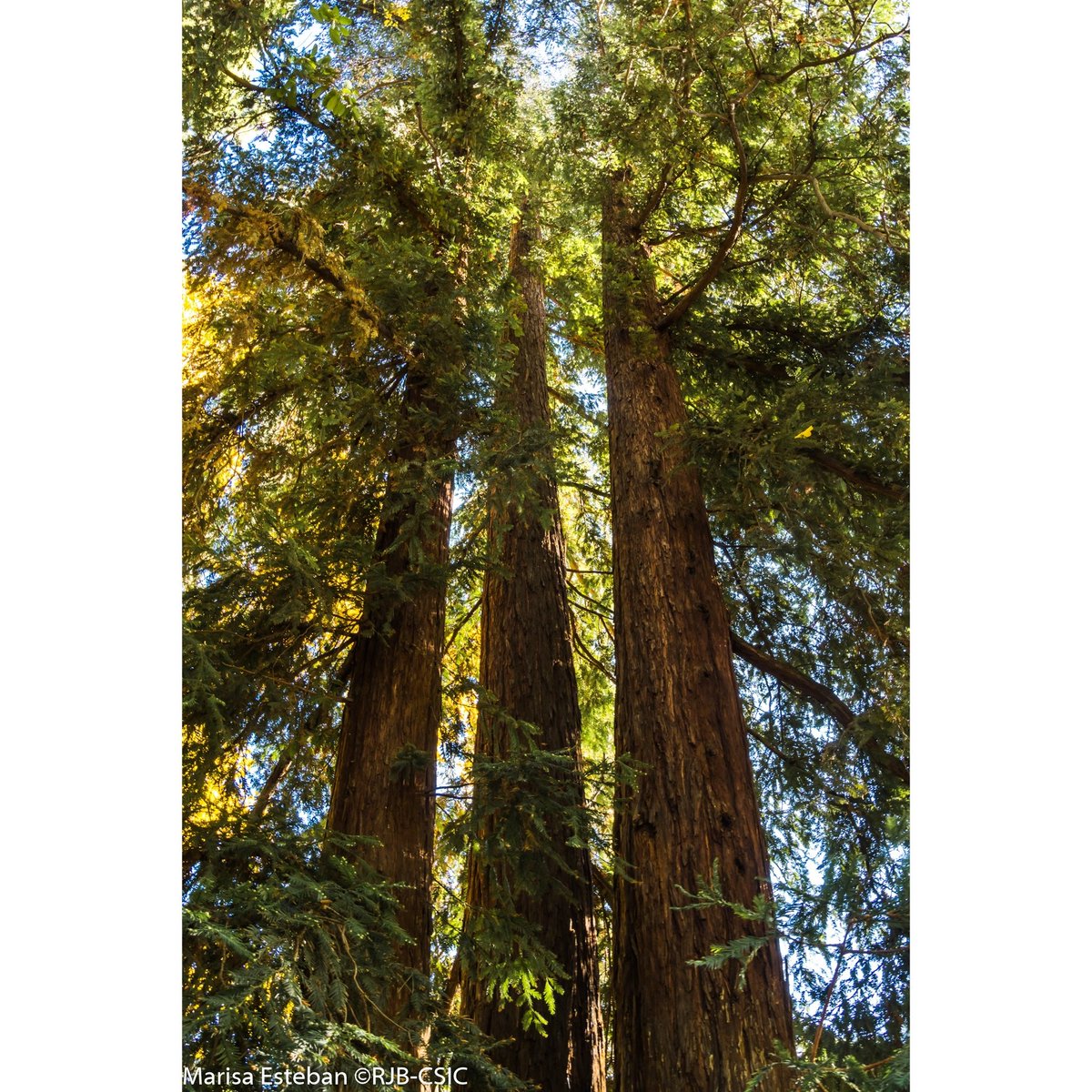 RJBOTANICO's tweet photo. Sequoia sempervirens, un árbol majestuosos que no pierde la hoja pero que da un bello contraste al paisaje otoñal.
Cultivamos esta especie desde finales del siglo XIX. Este ejemplar es un 'árbol singular' con tres ramas principales que nacen a escasos centímetros del suelo. https://t.co/fatEhRaNeL