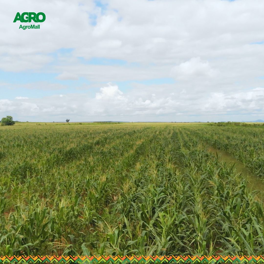 theagromall's tweet photo. It’s harvest time! 

You’ve put in the work and battled worms, rodents, and wild animals. It’s now time to reap the benefits.

What’s the first thing you do when you are about to harvest? https://t.co/2dF0cOrbGr