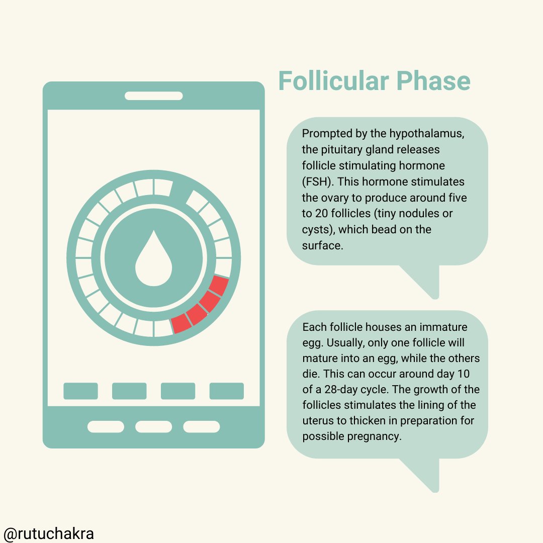 rutuchakra's tweet photo. Did you know that your #menstrualcycle and your #periods are two different things? In fact, the #period is only the first phase of your menstrual cycle. Your menstrual cycle has 4 phases, one leading into next.
#menstruation #menstruationmatters #periodpositive #menstrualhealth https://t.co/6vK9g3lPGb